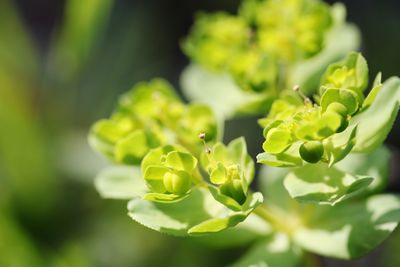 Close-up of plant