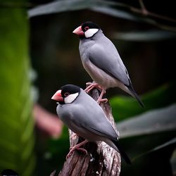 Close-up of bird perching on leaf