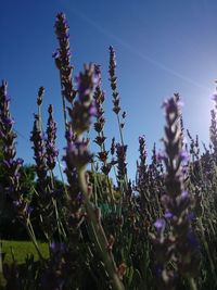 Close-up of purple flowers blooming in field