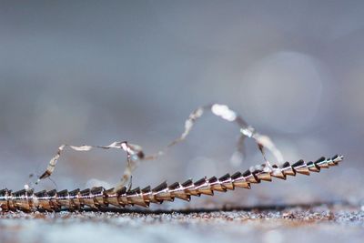 Metal shavings close up