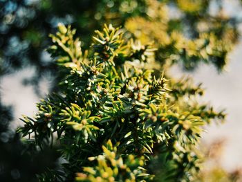 Close-up of yellow flowering plant