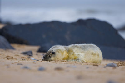 A grey seal pup 