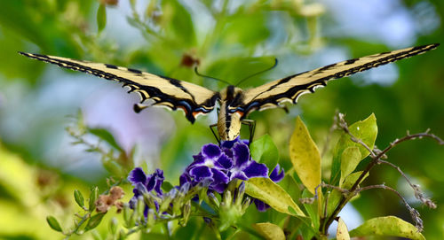 Close-up of butterfly on plant