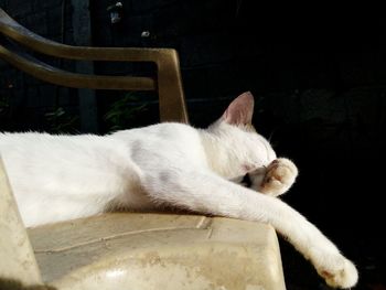 Close-up of cat outdoors