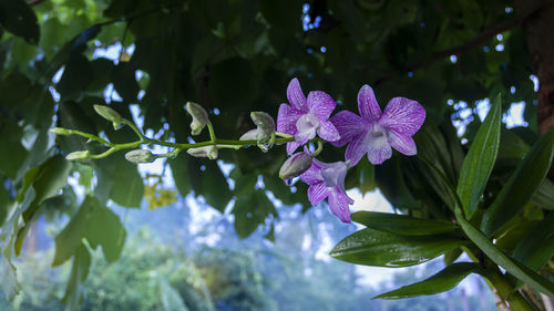 Close-up of purple flowering plant