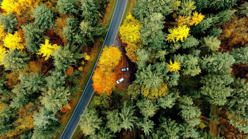 High angle view of trees