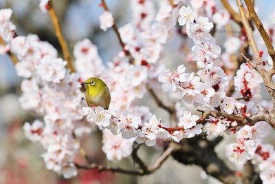 Close-up of cherry blossoms in spring