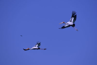 Low angle view of birds flying in sky