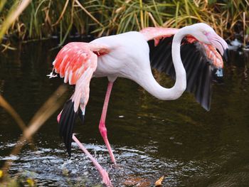 Flamingo  tierpark bochum 