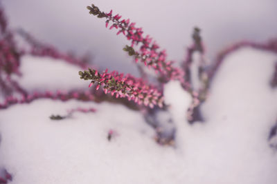 Close-up of pink flowering plant during winter