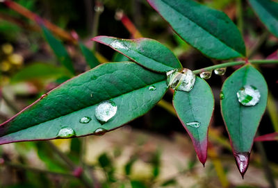 Close-up of water drops on leaves