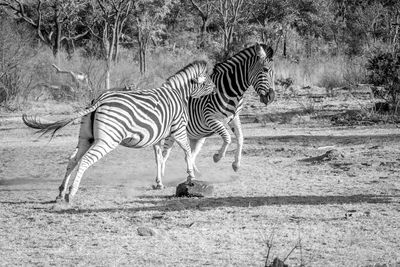 Side view of zebra running on field