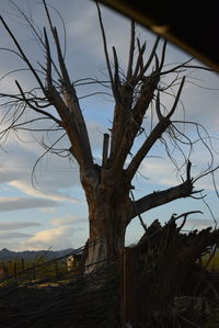 Bare tree on landscape against sky