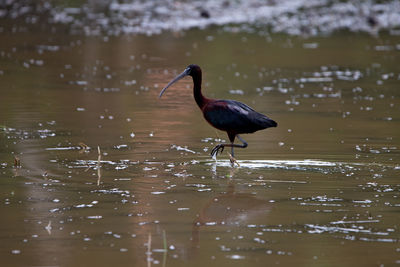 Bird perching on a lake