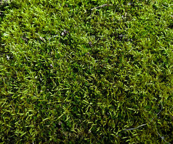 Full frame shot of green grass