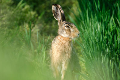 Brown hare in the field