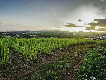 Scenic view of field against sky