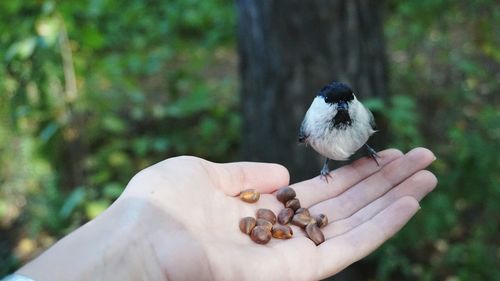 Hand holding a bird