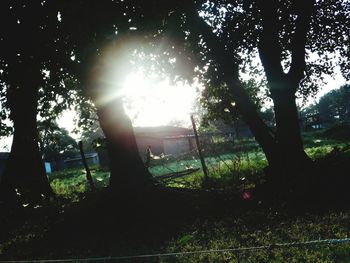 Sun shining through trees on field