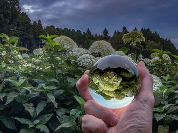 Cropped hand of person holding crystal ball by flowering plants against cloudy sky