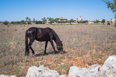 Horse on landscape against clear sky