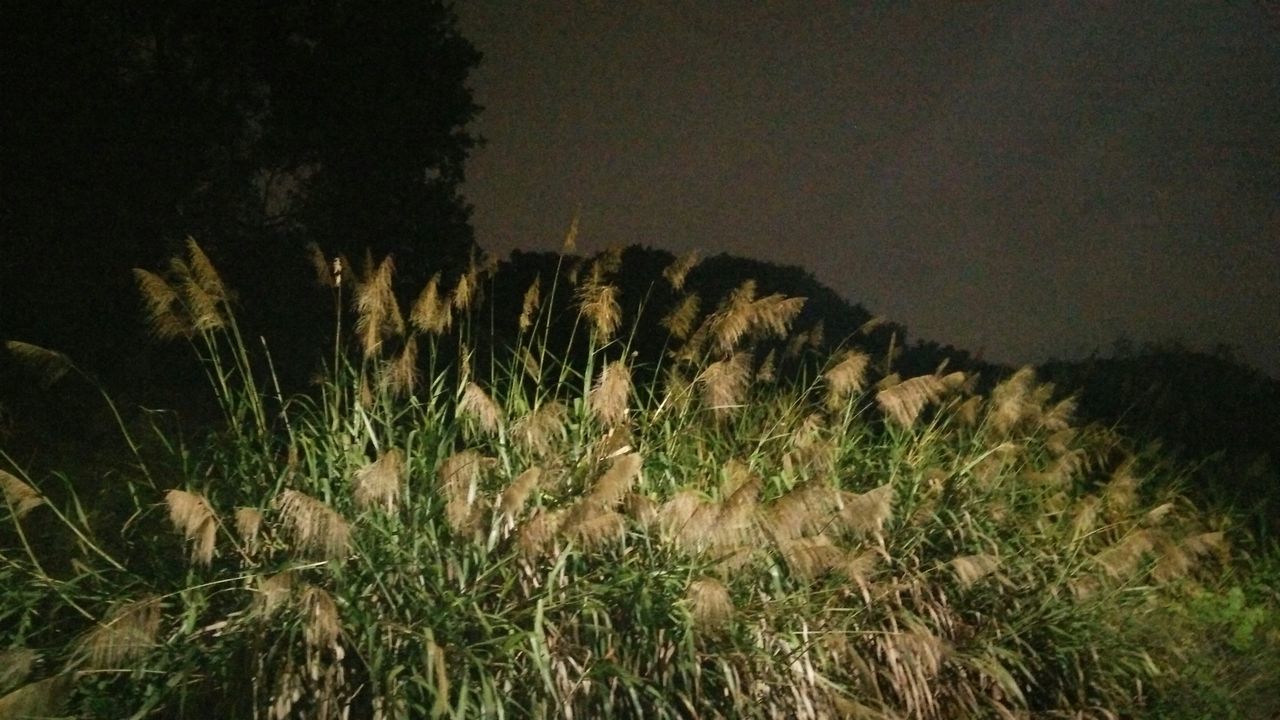 grass, tranquility, plant, field, growth, tranquil scene, nature, sky, landscape, beauty in nature, scenics, outdoors, no people, non-urban scene, remote, idyllic, day, growing, dusk, grassy