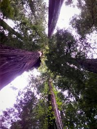 Low angle view of trees