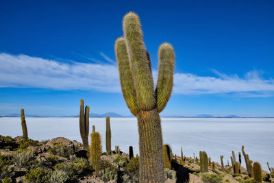 Cactus growing in desert against blue sky