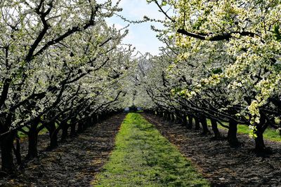 View of cherry blossom from tree