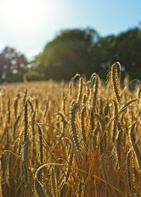 Close-up of stalks in field against sky