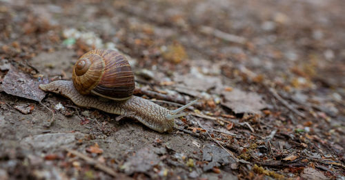 Close-up of snail on land