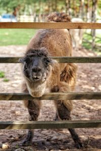 Portrait of sheep in zoo