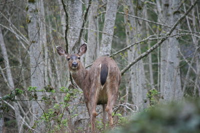 Deer in forest