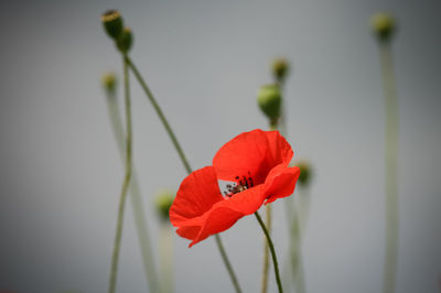 Close-up of red poppy flower