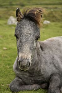 Close-up of horse on field