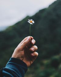 Cropped hand of man holding flower