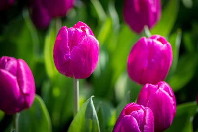 Close-up of pink tulips