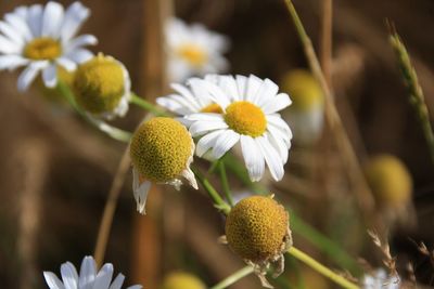 Close-up of white flowering plant