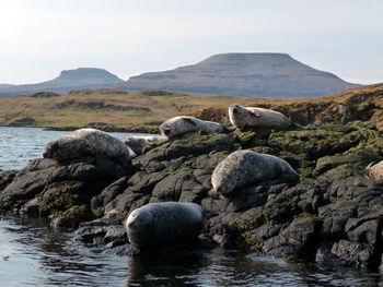 Seals on rock against sky