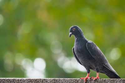 Close-up of pigeon perching