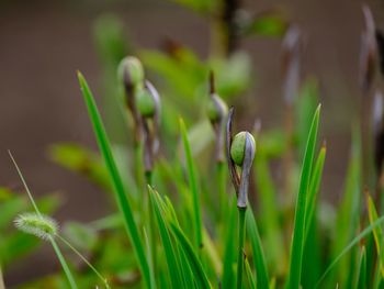 Close-up of green flower buds on field