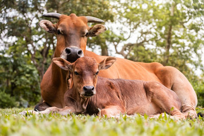 Portrait of cow on field