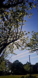 Low angle view of trees on field against sky