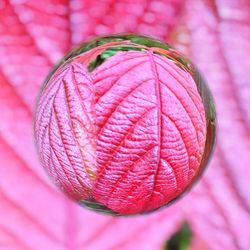 Close-up of pink flower