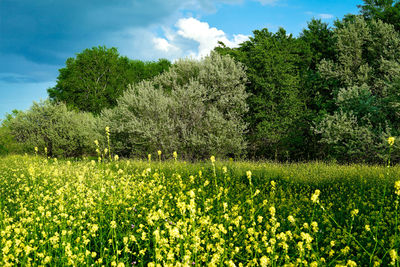 Plants growing on field against sky