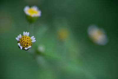 Close-up of honey bee on flower