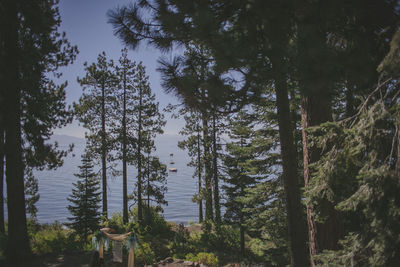 Trees in forest against sky