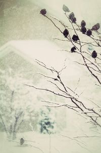 Low angle view of trees against sky