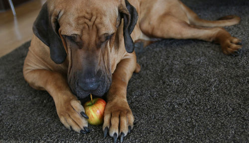 Dog eating apple at home