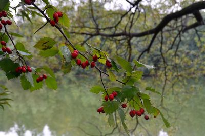 Low angle view of berries growing on tree